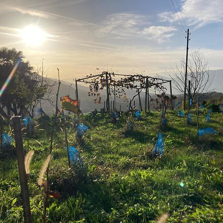 Appartamento Di Vacanza Tra I Vigneti Ponte Cremenaga Buitenkant foto