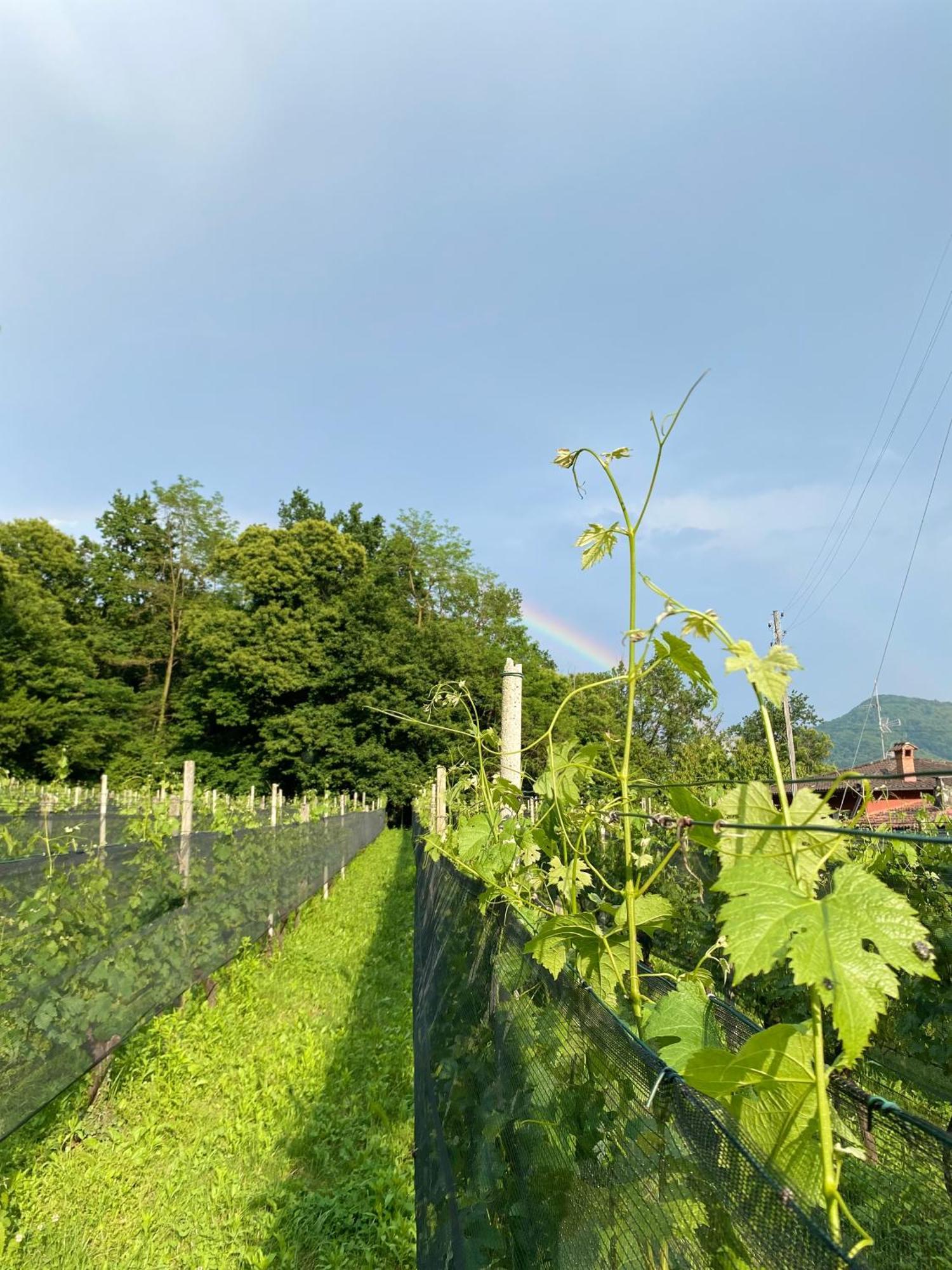 Appartamento Di Vacanza Tra I Vigneti Ponte Cremenaga Buitenkant foto