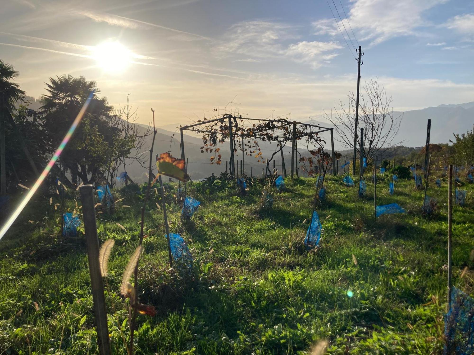 Appartamento Di Vacanza Tra I Vigneti Ponte Cremenaga Buitenkant foto