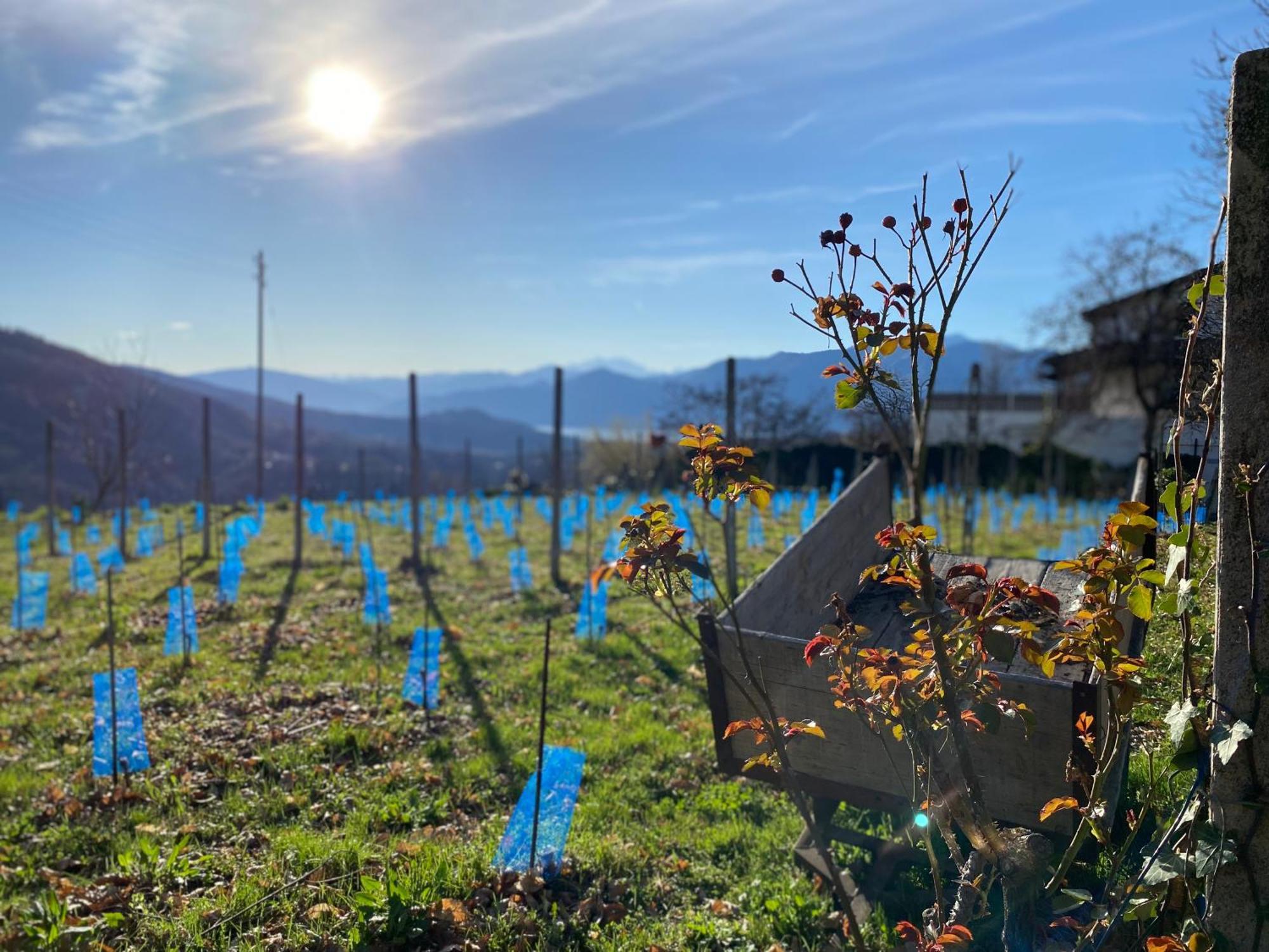 Appartamento Di Vacanza Tra I Vigneti Ponte Cremenaga Buitenkant foto