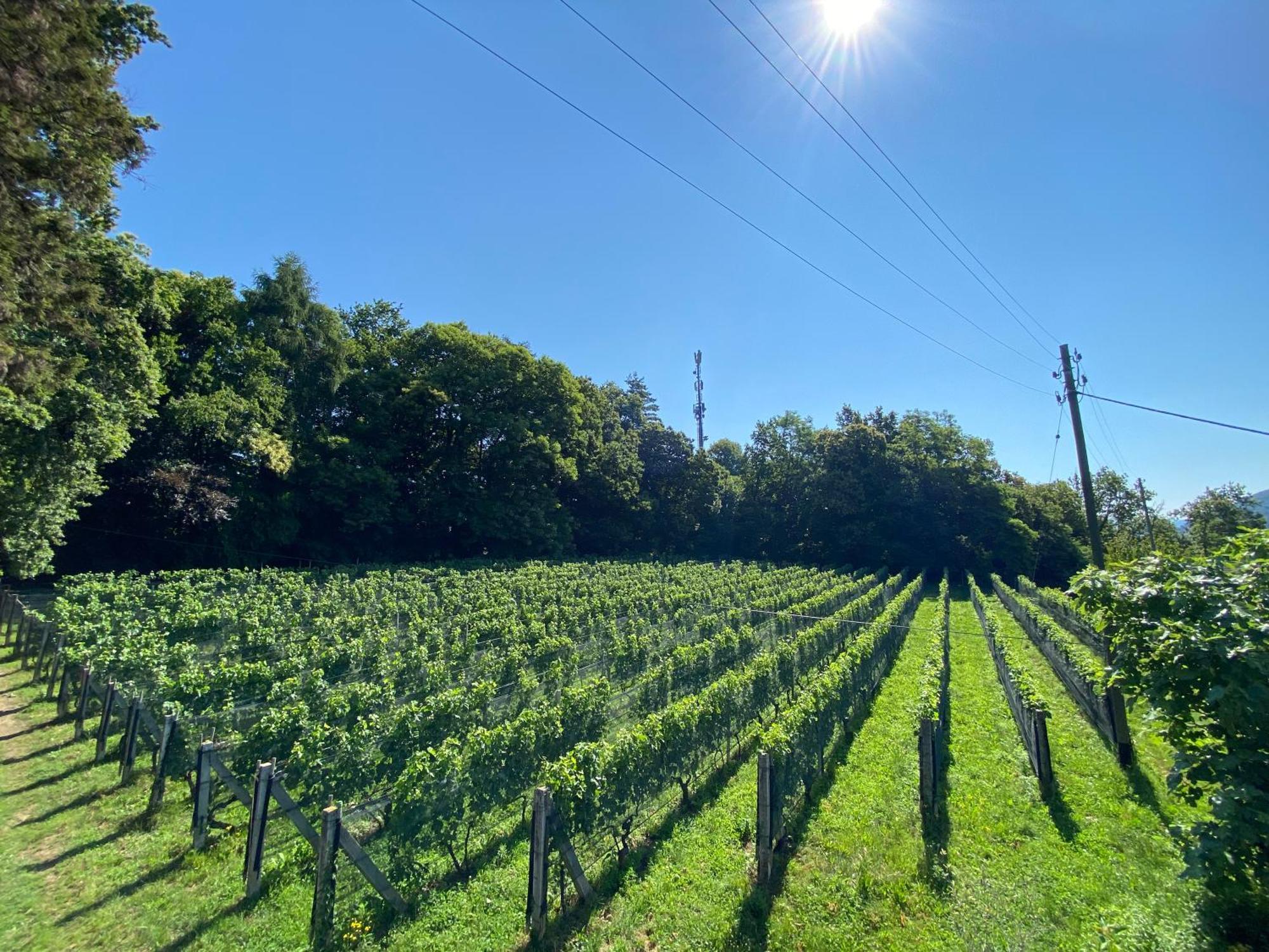 Appartamento Di Vacanza Tra I Vigneti Ponte Cremenaga Buitenkant foto